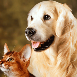 Konsultacja telefoniczna/ on-line dietetyka zwierzęcego dla psa lub kota (45 minut)