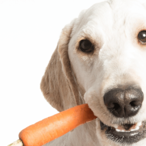 Dieta dobrana do psa lub kota -kompleksowa konsultacja dietetyka zwierzęcego